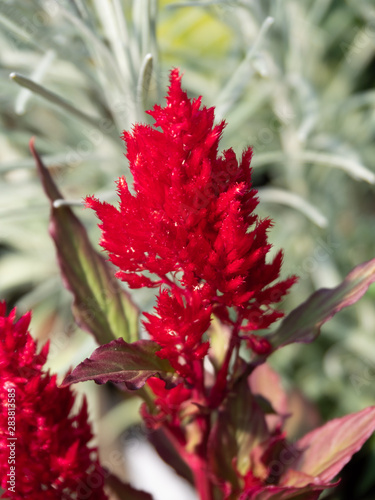 Celosia Cockscomb