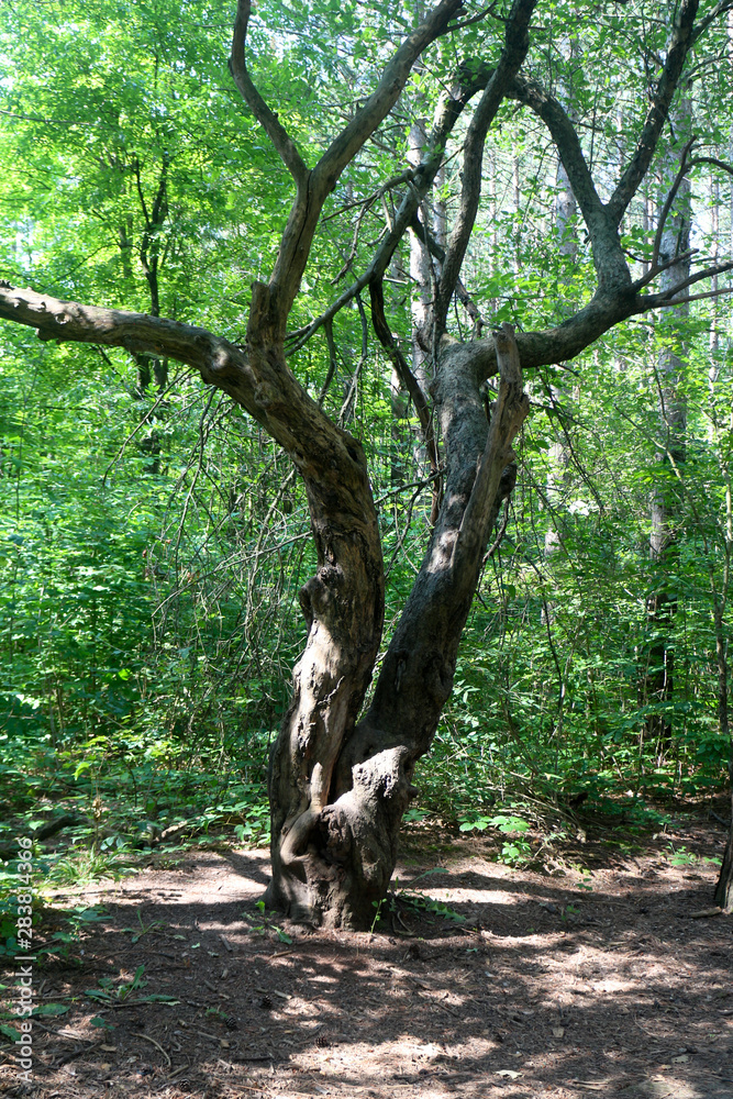 Fototapeta premium old tree in the forest
