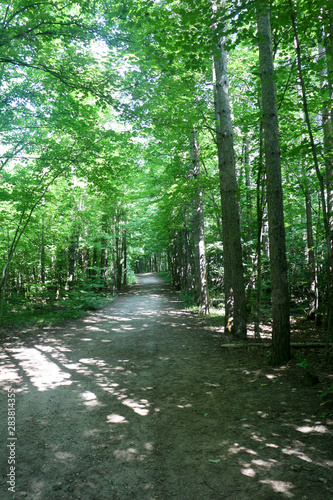 lighted path in the forest