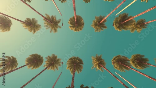 Driving under palm trees at a resort. Slow motion. Retro style.