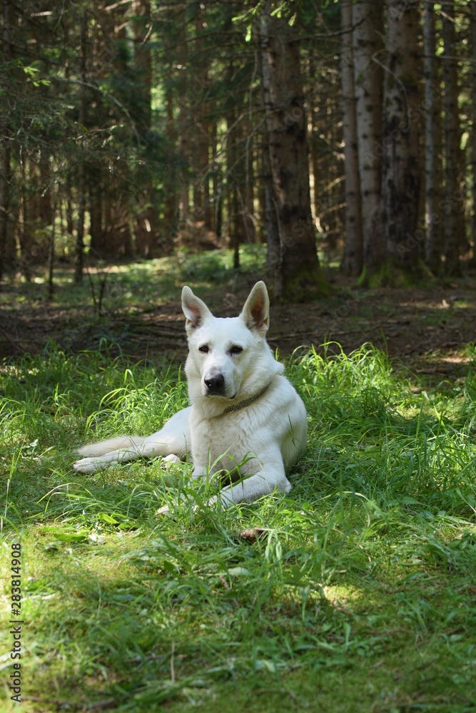 dog in the park