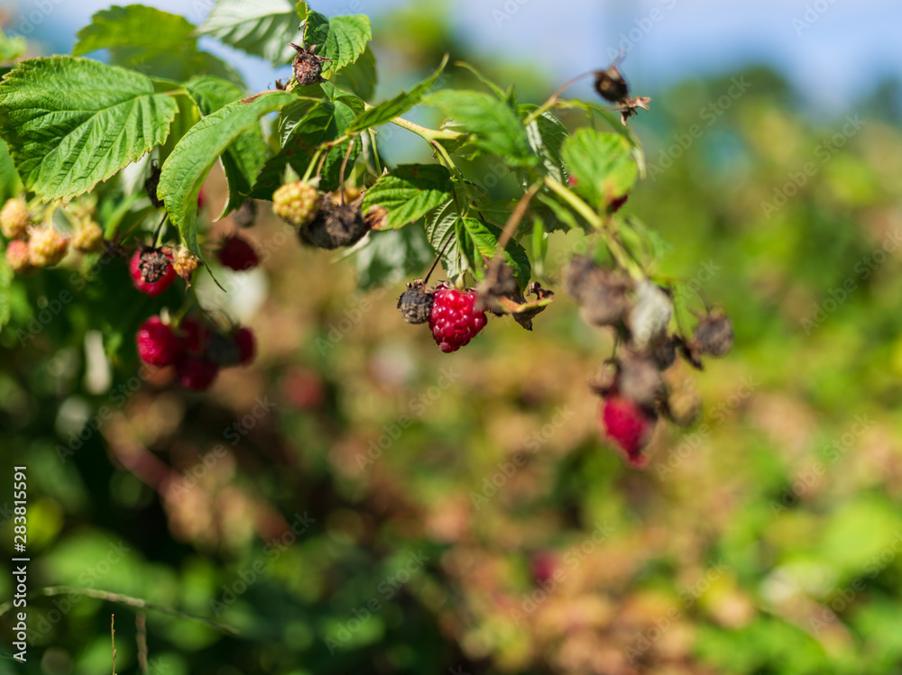 Raspberries ready for harvest