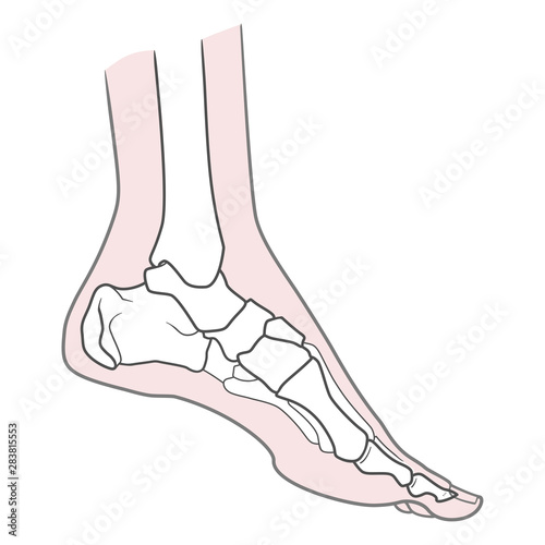 Human foot anatomy. Left leg inside view. Bones of the foot. Isolated on a white background