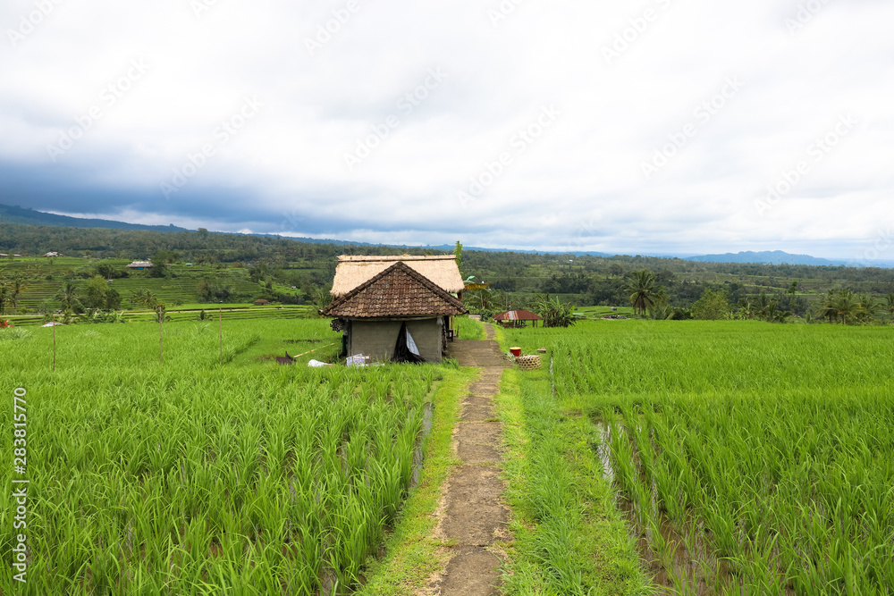 Green rice fields on Bali island, Jatiluwih near Ubud, Indonesia Green rice fields on Bali island, Jatiluwih near Ubud, Indonesia
