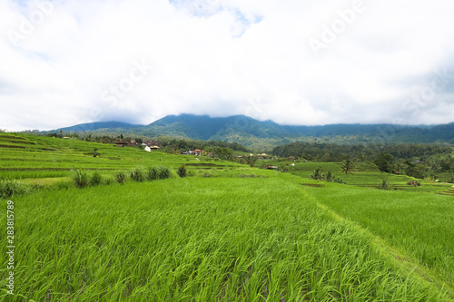 Green rice fields on Bali island  Jatiluwih near Ubud  Indonesia