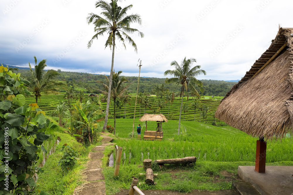 Green rice fields on Bali island, Jatiluwih near Ubud, Indonesia
