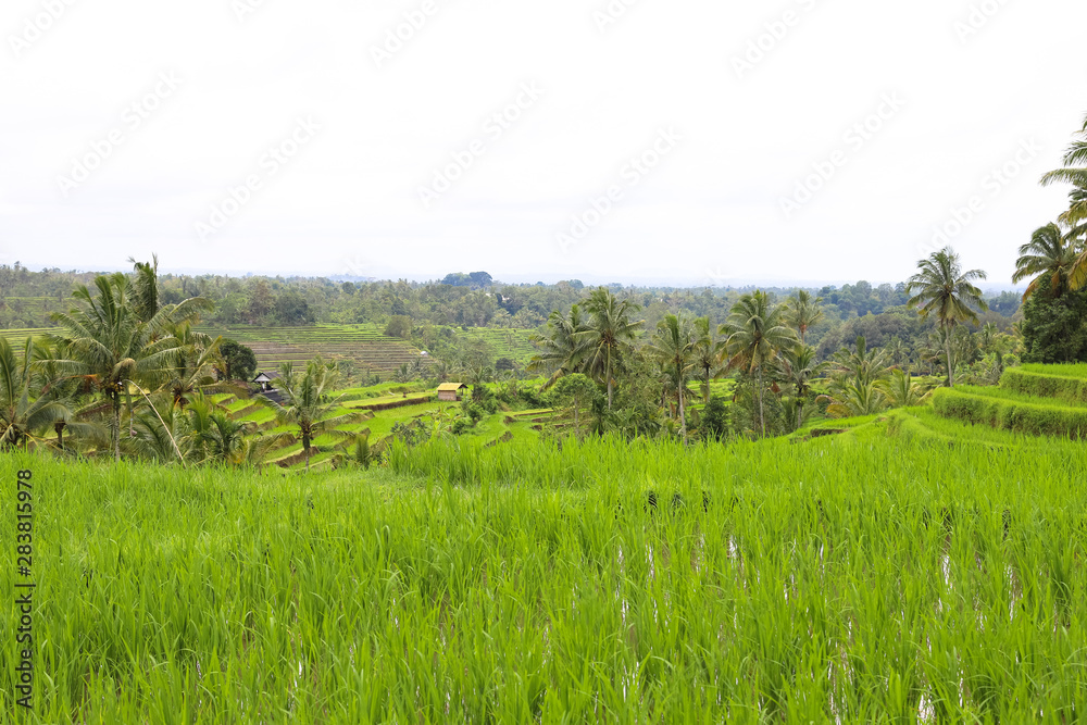 Green rice fields on Bali island, Jatiluwih near Ubud, Indonesia Green rice fields on Bali island, Jatiluwih near Ubud, Indonesia