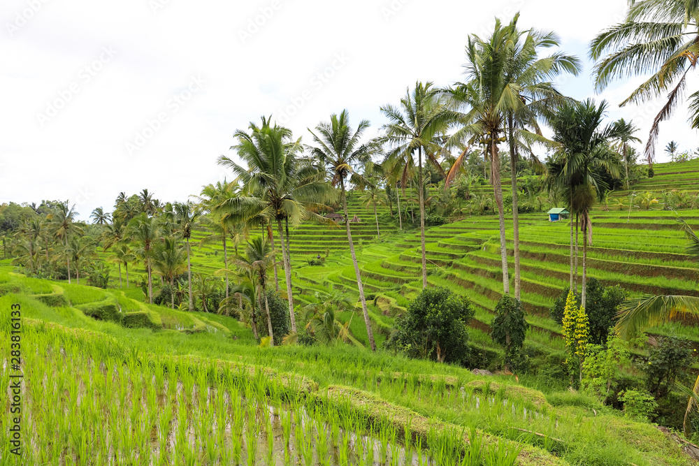 Obraz premium Green rice fields on Bali island, Jatiluwih near Ubud, Indonesia