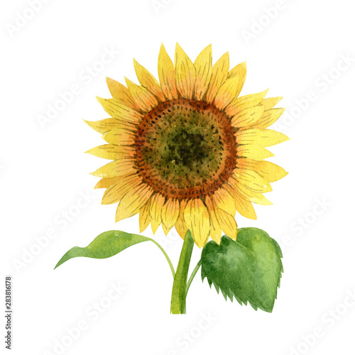 Watercolor sunflower isolated on white background. Handrawn clipart.