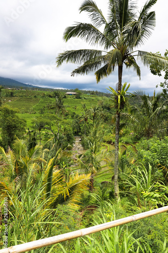 Wallpaper Mural Green rice fields on Bali island, Jatiluwih near Ubud, Indonesia Torontodigital.ca