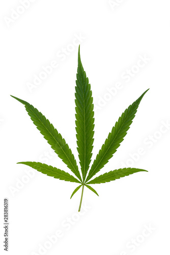 Cannabis leaf, marijuana isolated over white background. Growing medical marijuana
