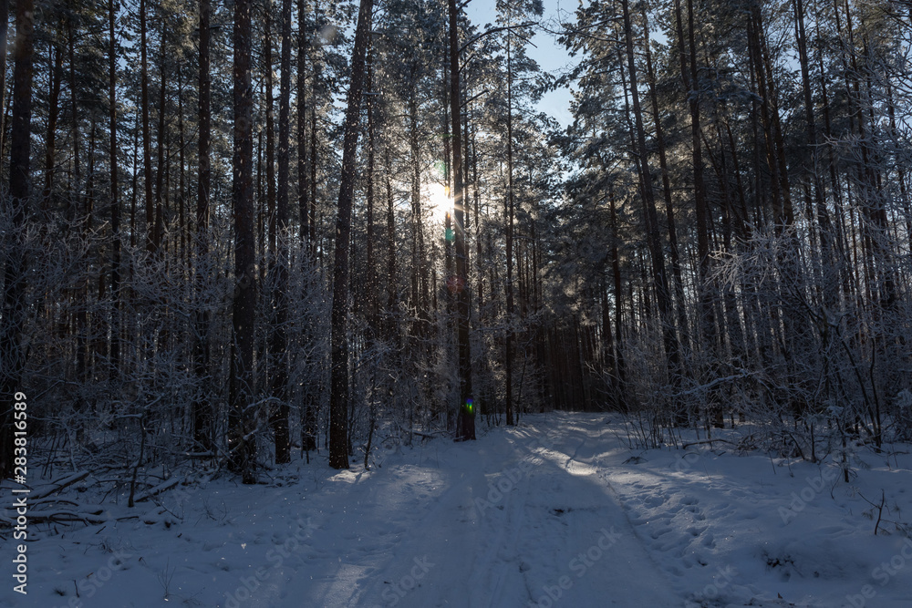 Naklejka premium road in winter forest