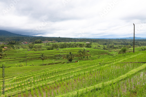 Green rice fields on Bali island, Jatiluwih near Ubud, Indonesia