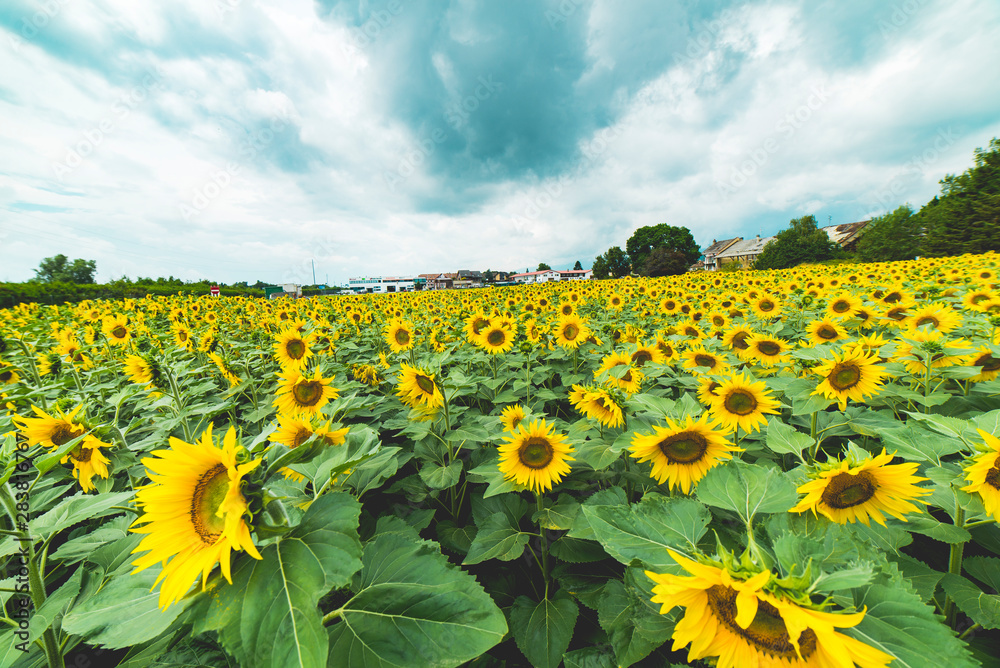 Fototapeta premium Sunflowers