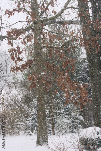 forest in winter