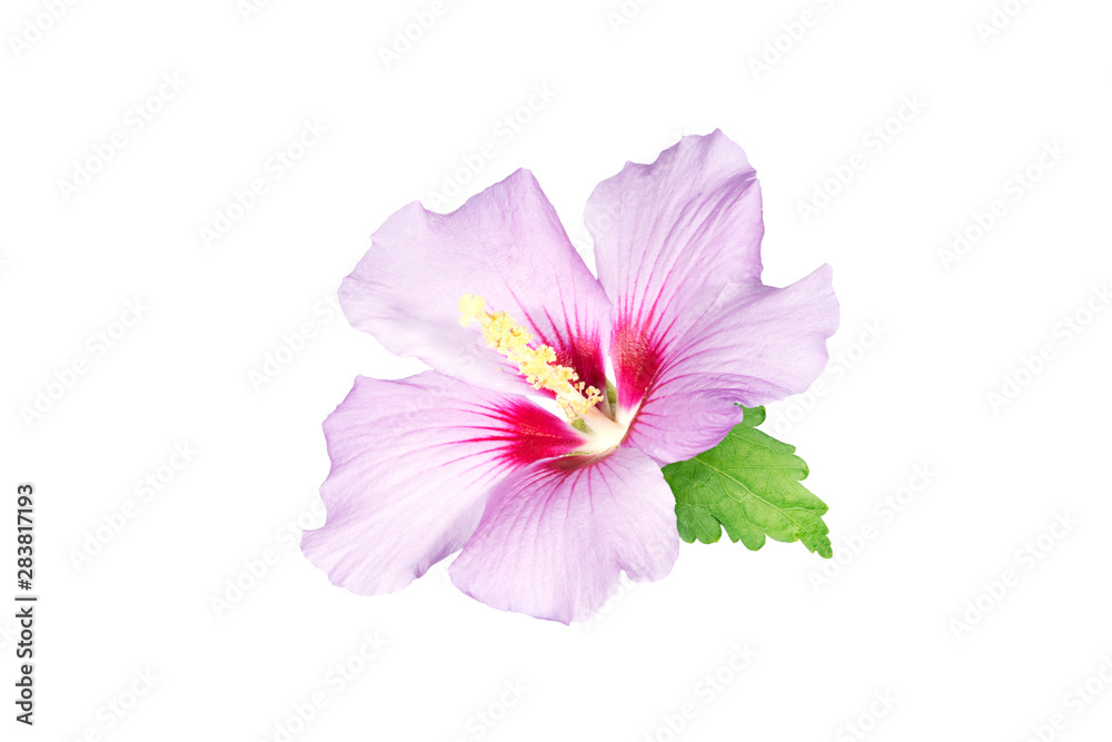 Beautiful hibiscus flower isolated on white background