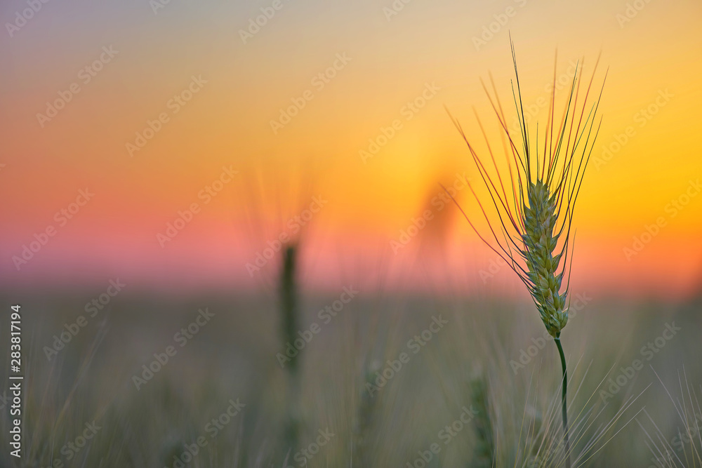 Landscape Of Green Wheat Field Under Scenic Summer Colorful Dramatic Sky In Sunset Dawn Sunrise. Skyline. Copyspace On Clear Sky Landscape Of Green Wheat Field Under Scenic Summer Colorful Dramatic Sky In Sunset Dawn Sunrise. Skyline. Copyspace On Clear Sky