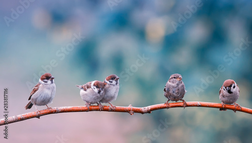 natural background with five small funny birds sparrows and Chicks sitting on a branch in a warm summer garden