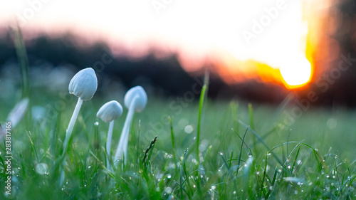 фотографія Background, white mushrooms in green grass, with dew drops,
