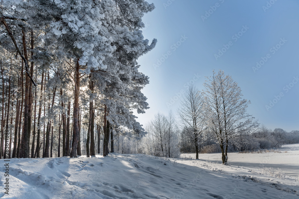 Fototapeta premium road in winter forest