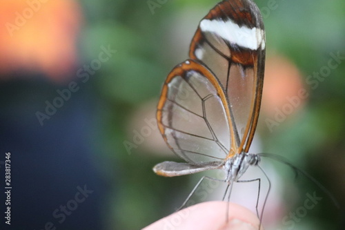 glass winged butterfly