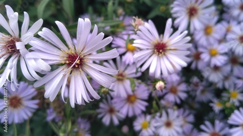flowers in garden