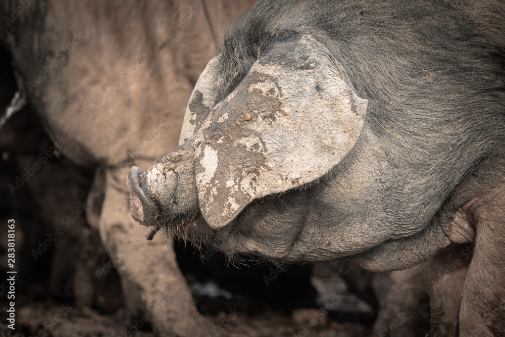 portrait of dirty cute pig eating with big ears covering his head, always hungry portrait of dirty cute pig eating with big ears covering his head, always hungry