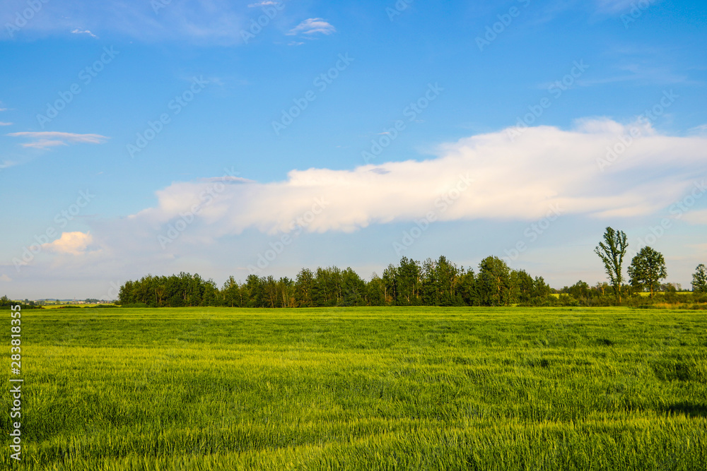 Green field and blue sky with light clouds.