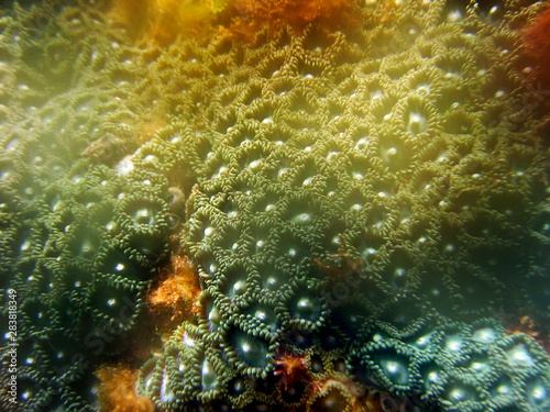 Coral photographed in Guarapari, Espirito Santo, Southeast of Brazil. Atlantic Forest Biome. Picture made in 2008.