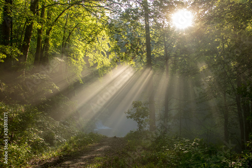 light shining through forest