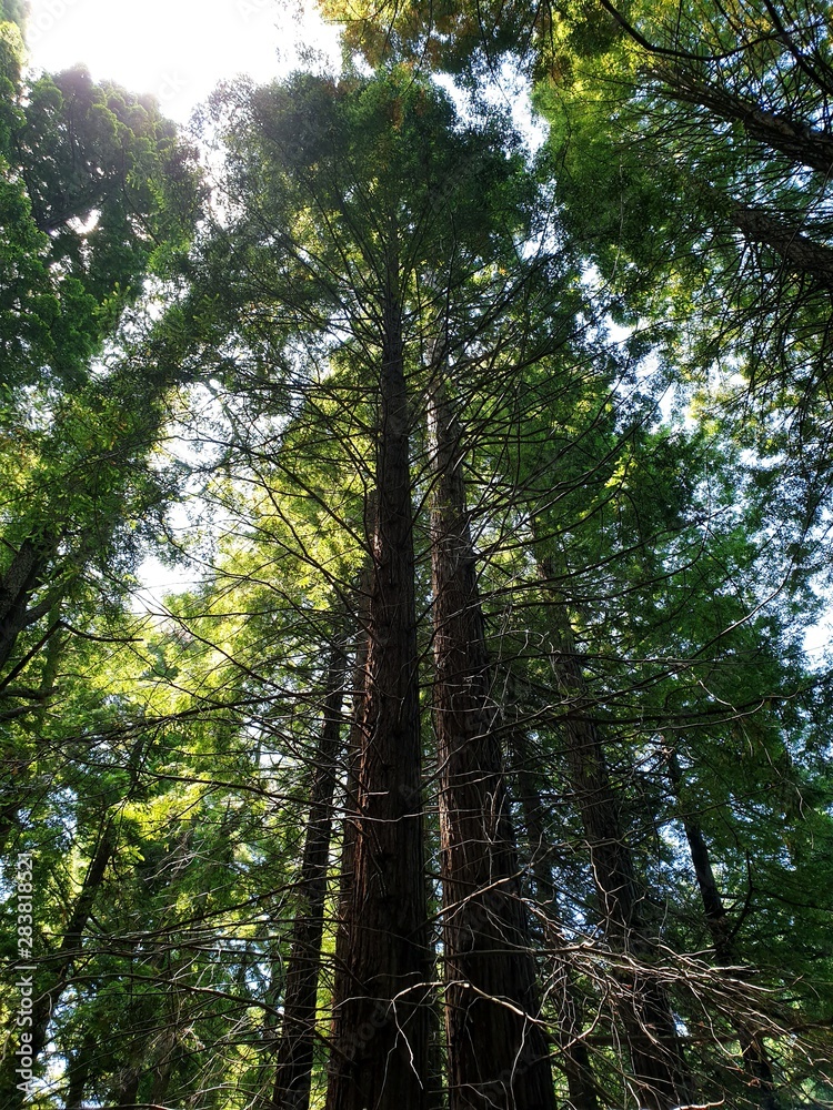 Naklejka premium trees in the forest