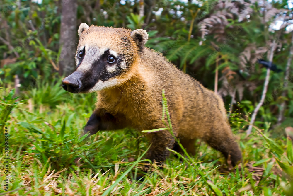 Fototapeta premium South American coati, or ring tailed coati photographed in Espirito Santo, Brazil. Picture made in 2008