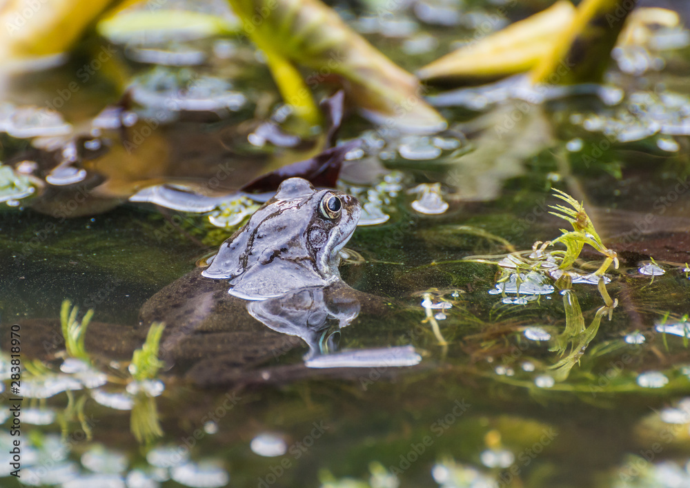 Froggy Froggy