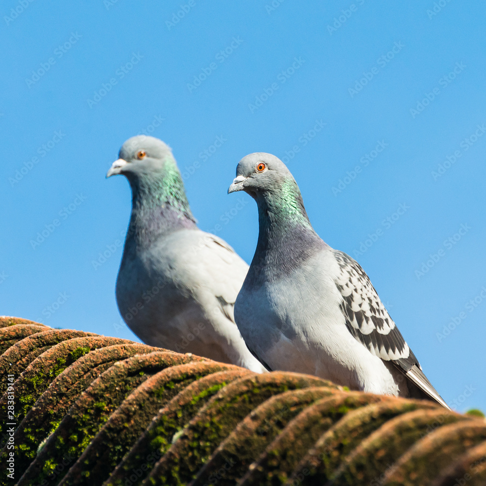 Fototapeta premium Pair Of Pigeons