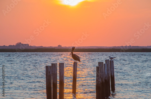 Pelican at Sunset © Nate.Rosso