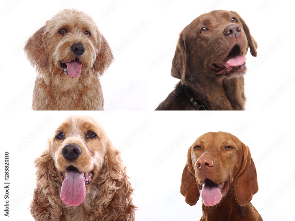 Group of dogs Group of dogs