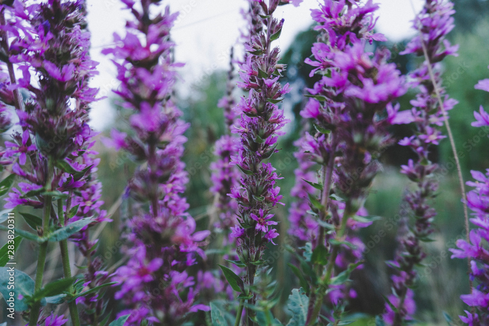 Violet Lavendel Nature Effect Bloom Flower Violet Lavendel Nature Effect Bloom Flower