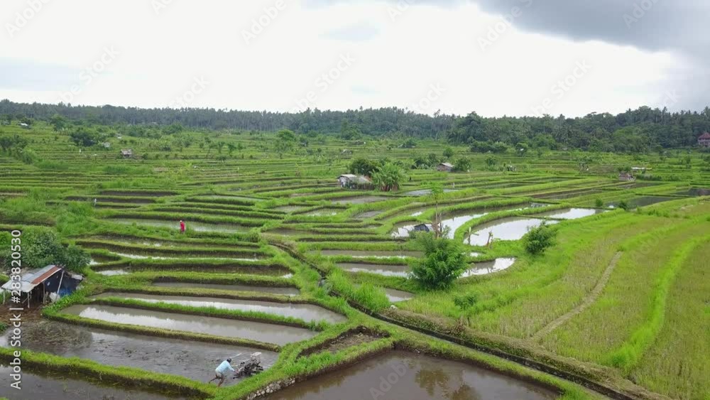 Rice Terrace - Close View - Bali 2 Rice Terrace - Close View - Bali 2
