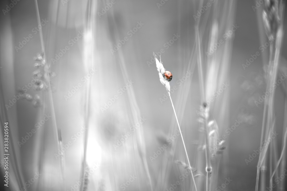 Fototapeta premium Ladybird on a straw grass. Red insect with monochrome grey background