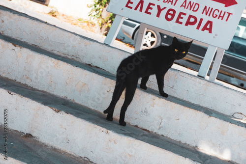 Black cat on staircase