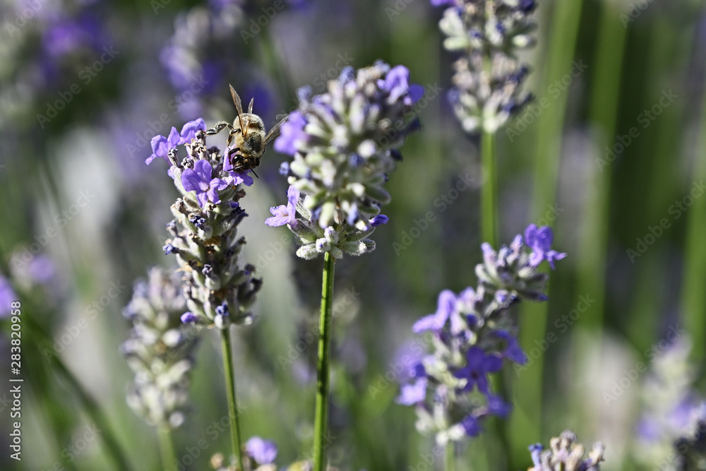 Bee pollinating lavender flowers in nature. Bee pollinating lavender flowers in nature.