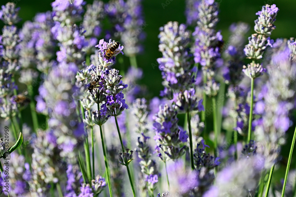 Naklejka premium Bee pollinating lavender flowers in nature.