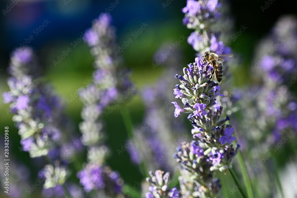 Bee pollinating lavender flowers in nature. Bee pollinating lavender flowers in nature.