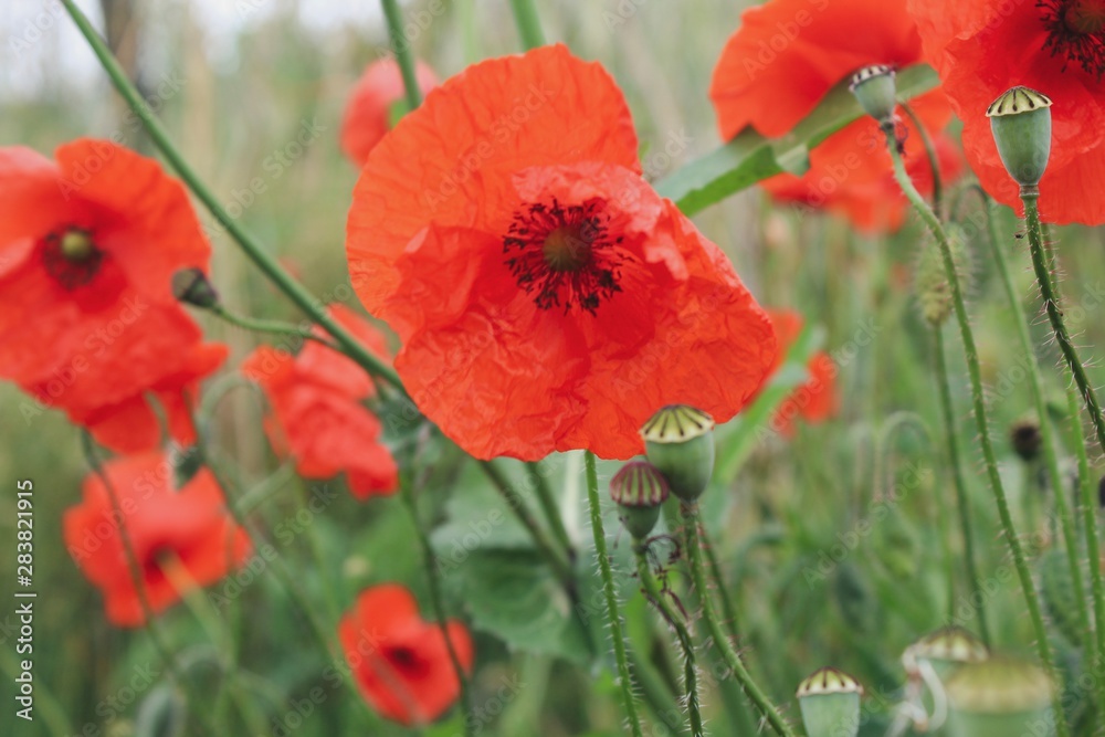 red poppies in a field