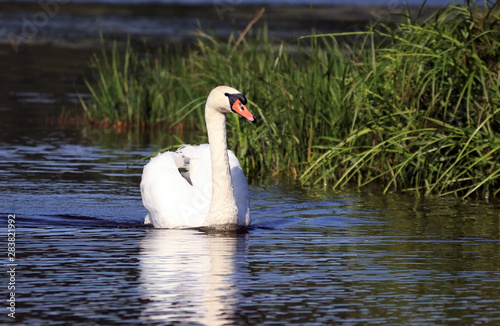 swans swim on the lake