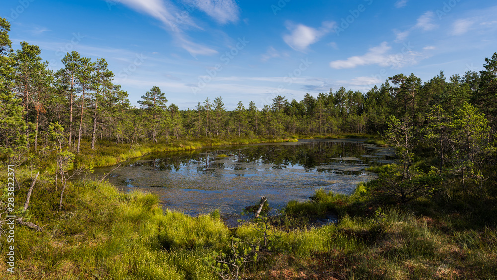Viru bog in Lahemaa National Park; Estonia
