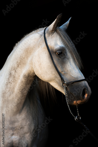 Portrait of Arabian breed grey stallion in show halter on black background.