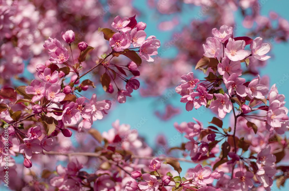 blooming cherry on a blue sky