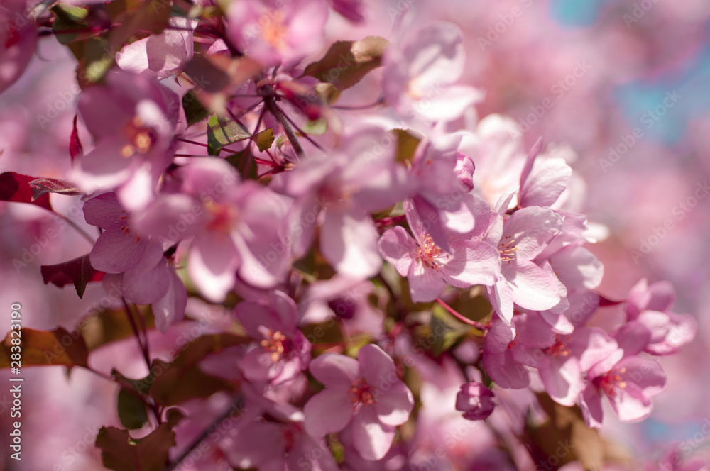 Obraz premium blooming cherry