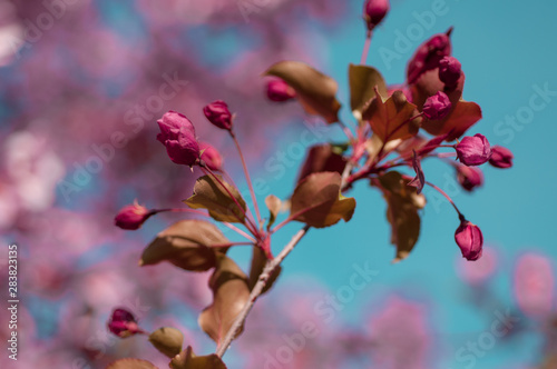 blooming cherry on a blue sky